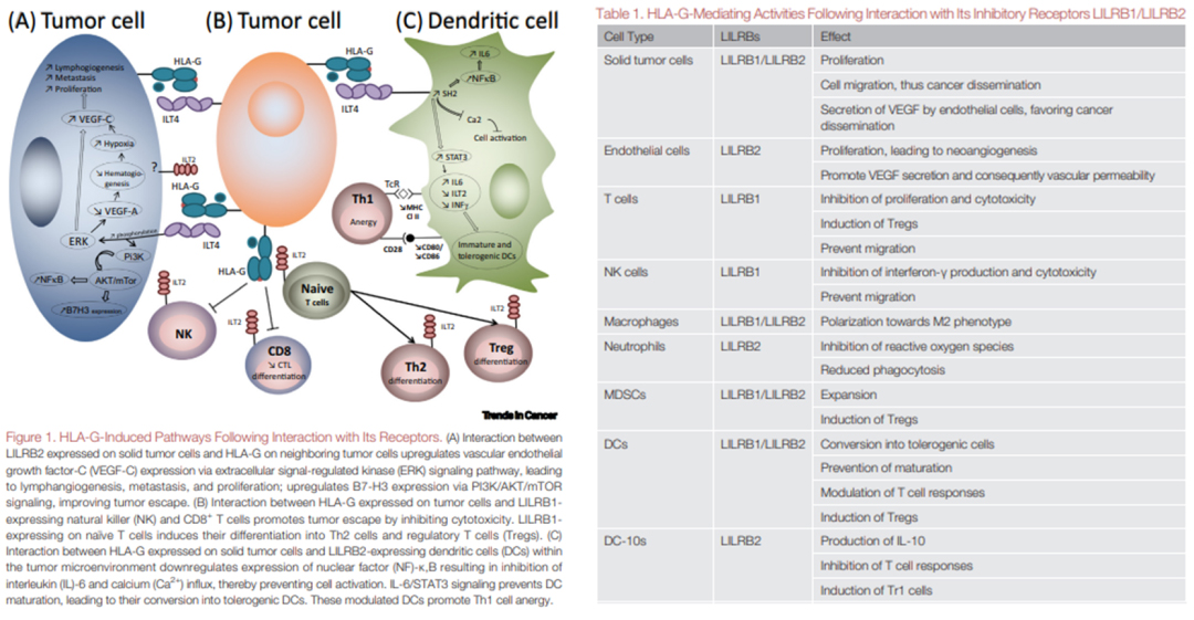 LILRBs interact with HLA-G to induce immunosuppression and promote tumor cell proliferation. 