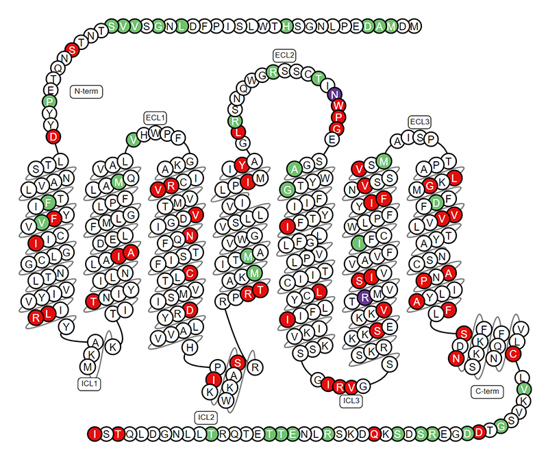 The Structure of SSTR2