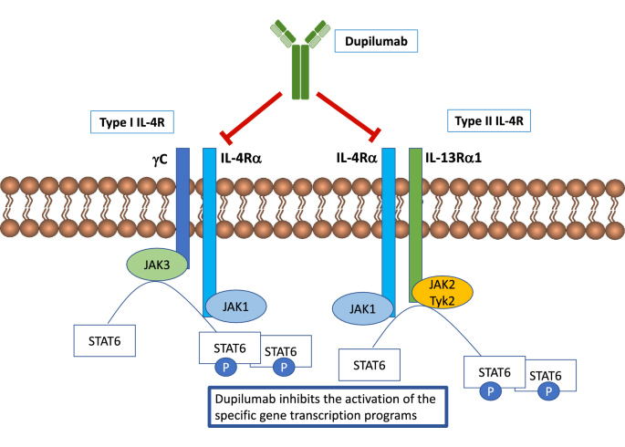 Mechanism of Action of Dupilumab