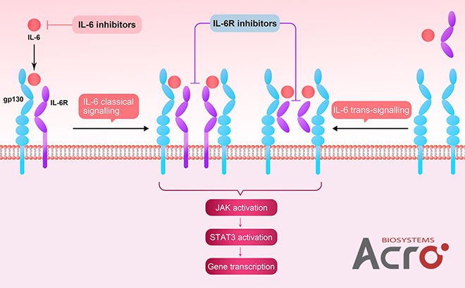 IL-6 and IL-6 Receptors