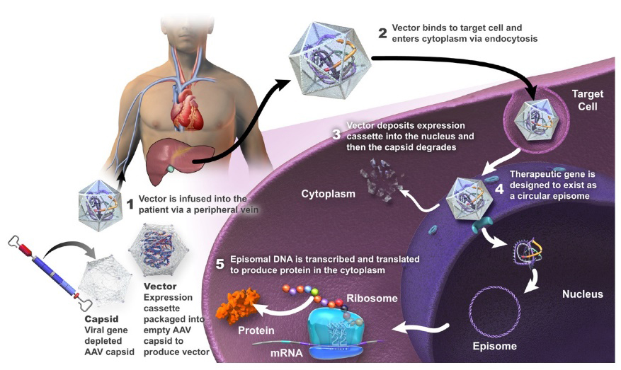 AAV Titration and Anti-AAV Antibody ELISA Kits