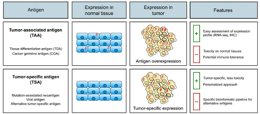 Advancing TCR-T Cell Therapy