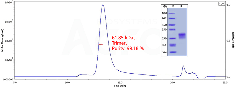 Authentic polymer structure and purity verified by SEC-MALS