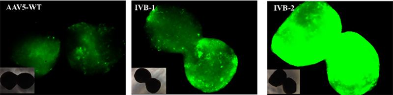 AAV Screening with Cerebral Organoids