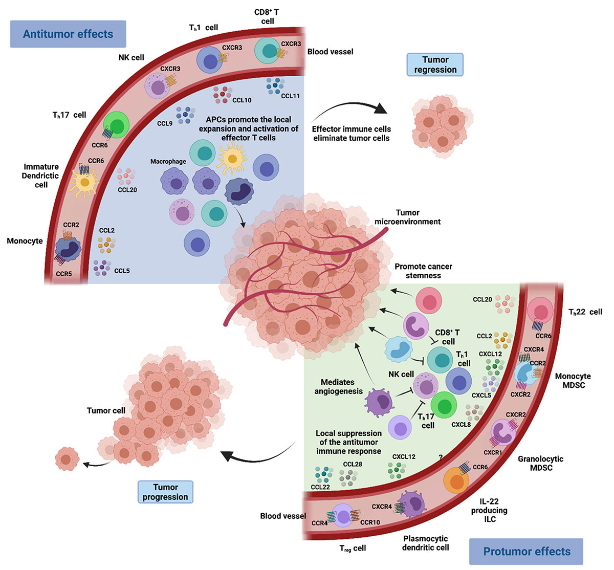 Schematic diagram of IGF-targeted drugs