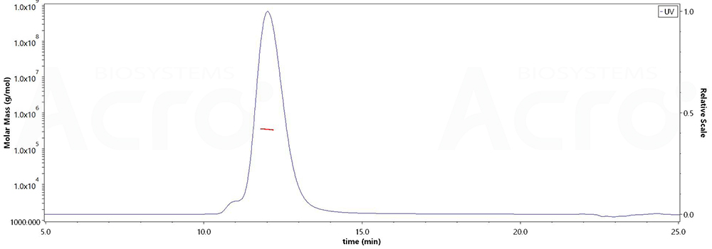 Glycoprotein B/gB (HCMV)