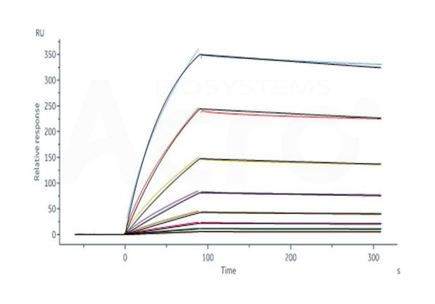 High purity and structural homogeneity verified by SDS-PAGE and SEC-MALS