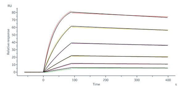 Antibody Binding Activity – SPR