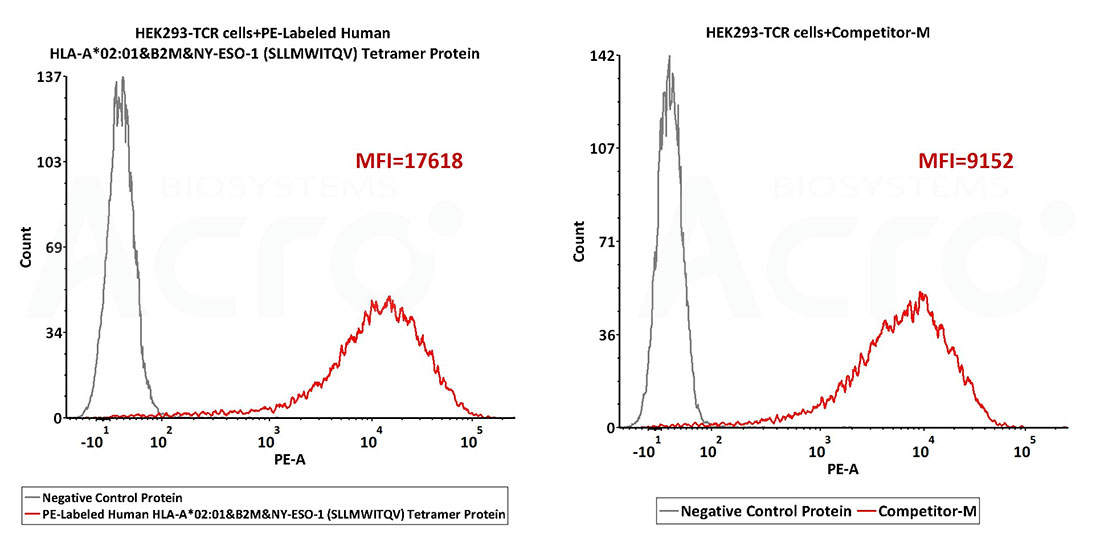 MHC-Peptide Complex Stability