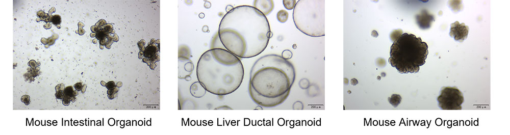 Organoid Culturing