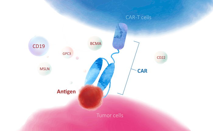 CAR-T targets