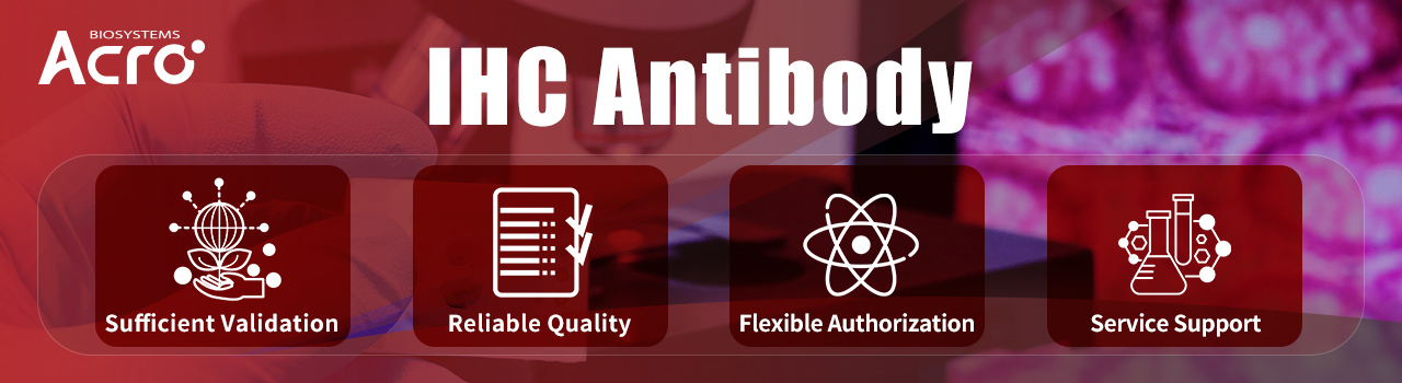 Immunohistochemistry (IHC) Antibody