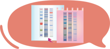 Star Ribbon Pre-stained Protein Marker