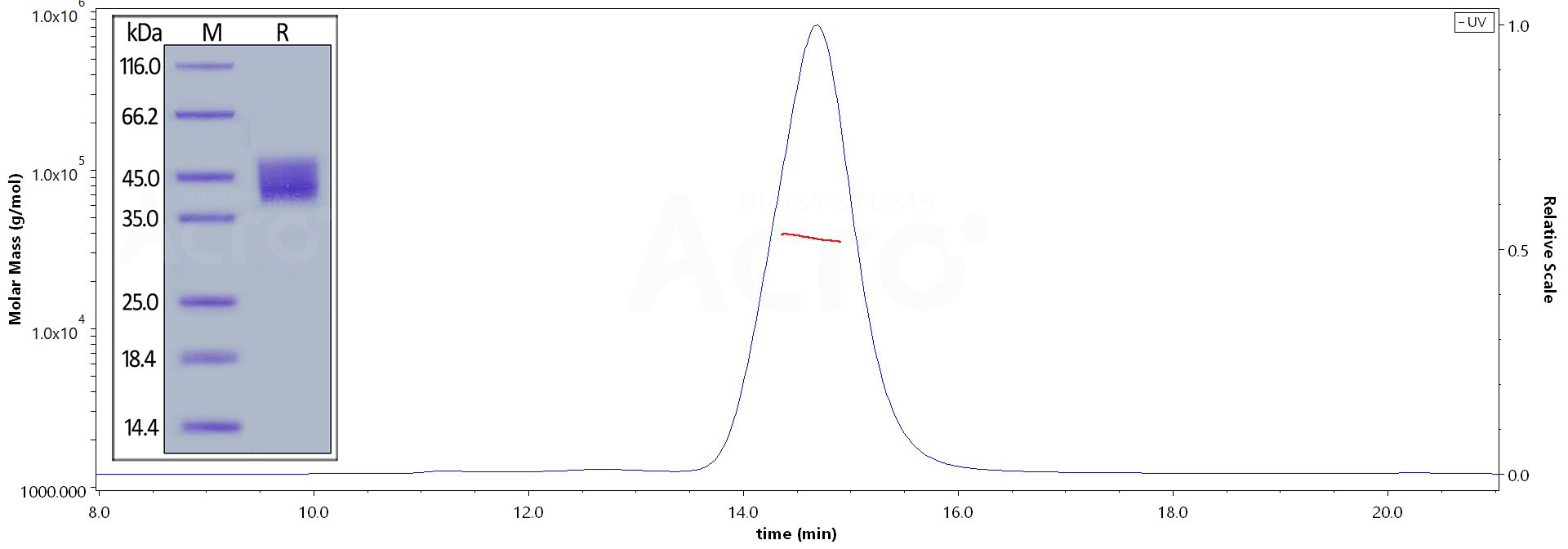 Human Mesothelin has high purity  verified by SEC-MALS