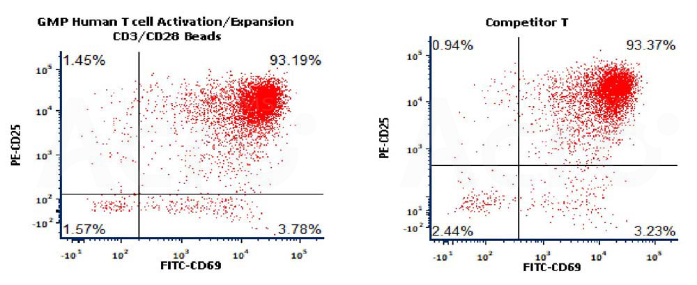 T cell Activation