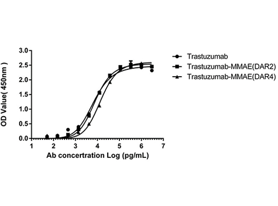 The analysis of the antigen-binding capacity of MMAE ADCs (DAR 4 & DAR 2)