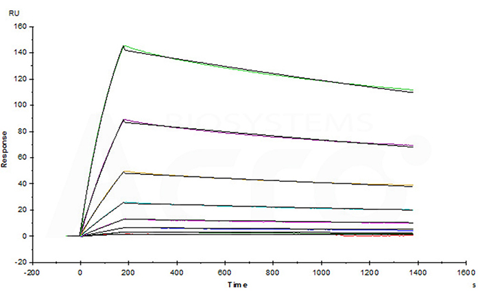 HER2 protein's affinity verified by SPR