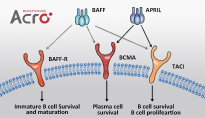 proteínas BCMA