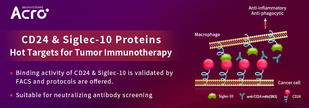 Proteínas CD24 y Siglec-10: objetivos principales para la inmunoterapia tumoral