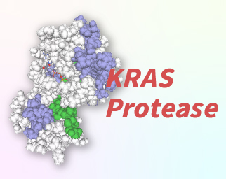 KRAS proteases