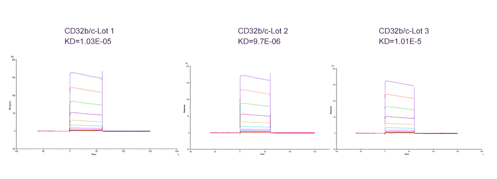 Fc receptors-High batch to batch consistency