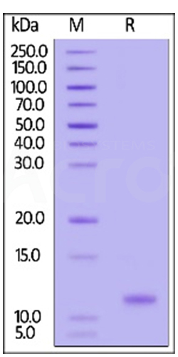 High purity than 90% of GMP Human IL-15 