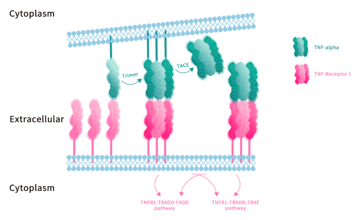 TNFSF proteins