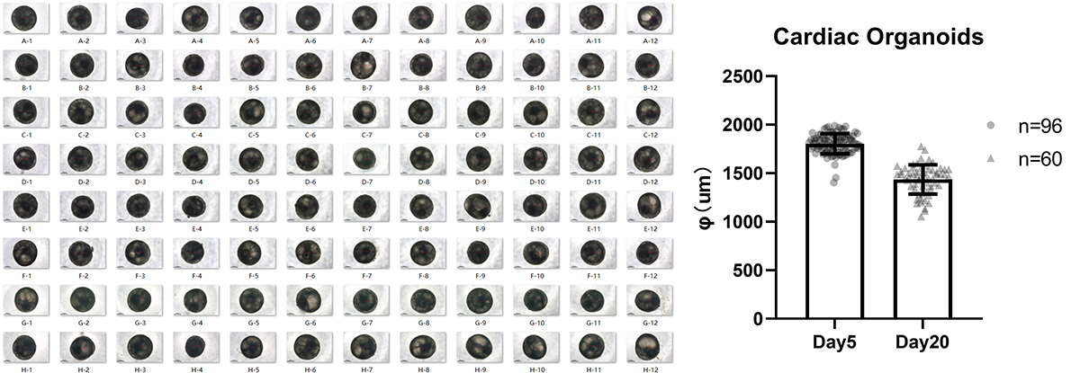 Consistency in Organoid Size 