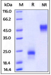 ActiveMax® Human VEGF165