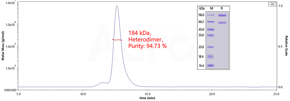 IL-2 R beta & IL-2 R alpha & IL-2 R gamma, MALS-validated protein