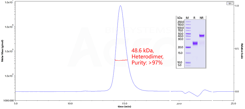 CTLA-4, MALS-validated protein