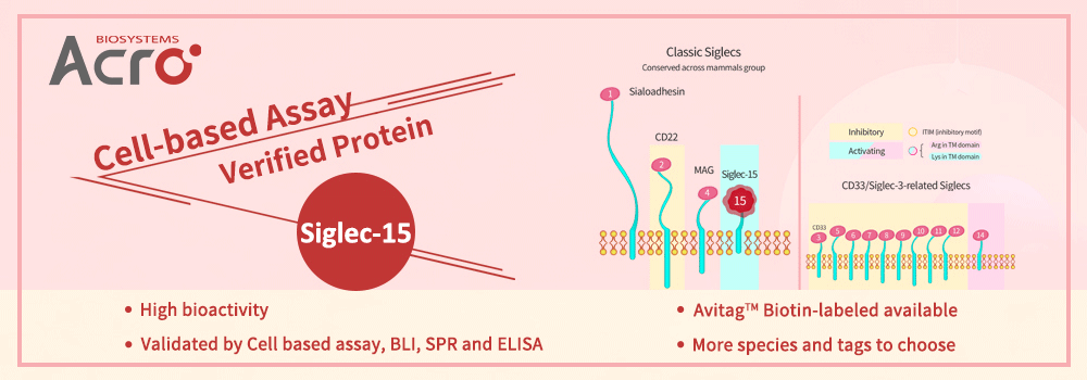 Ensayo celular verificado de la proteína Siglec-15