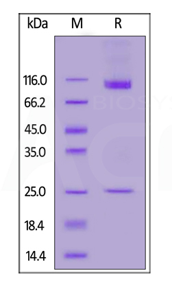 Purity greater than 90% by SDS-PAGE