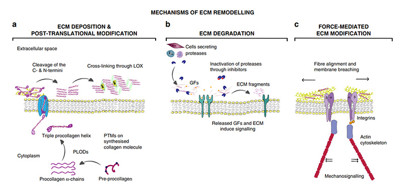 Mechanisms of ECM remodeling.