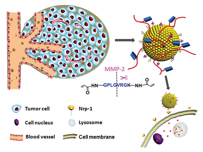 Schematic illustrations of the mechanism of the matrix metalloproteinase (MMPs)-responsive drug‐delivery system (ITC⊂N-G-C) in the tumor microenvironment.