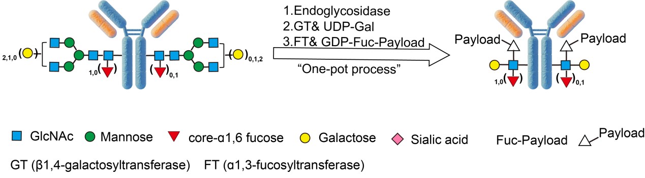  Tetrazine ASSAY PRINCIPLES