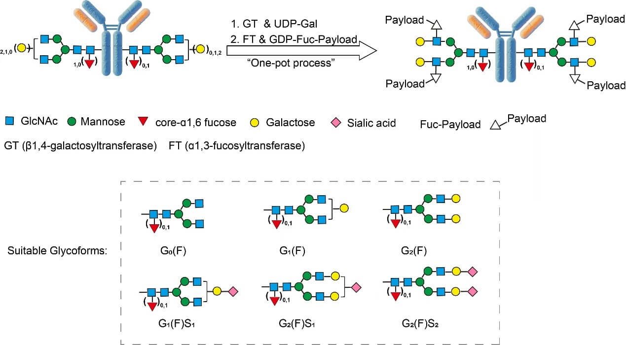  Biotin ASSAY PRINCIPLES