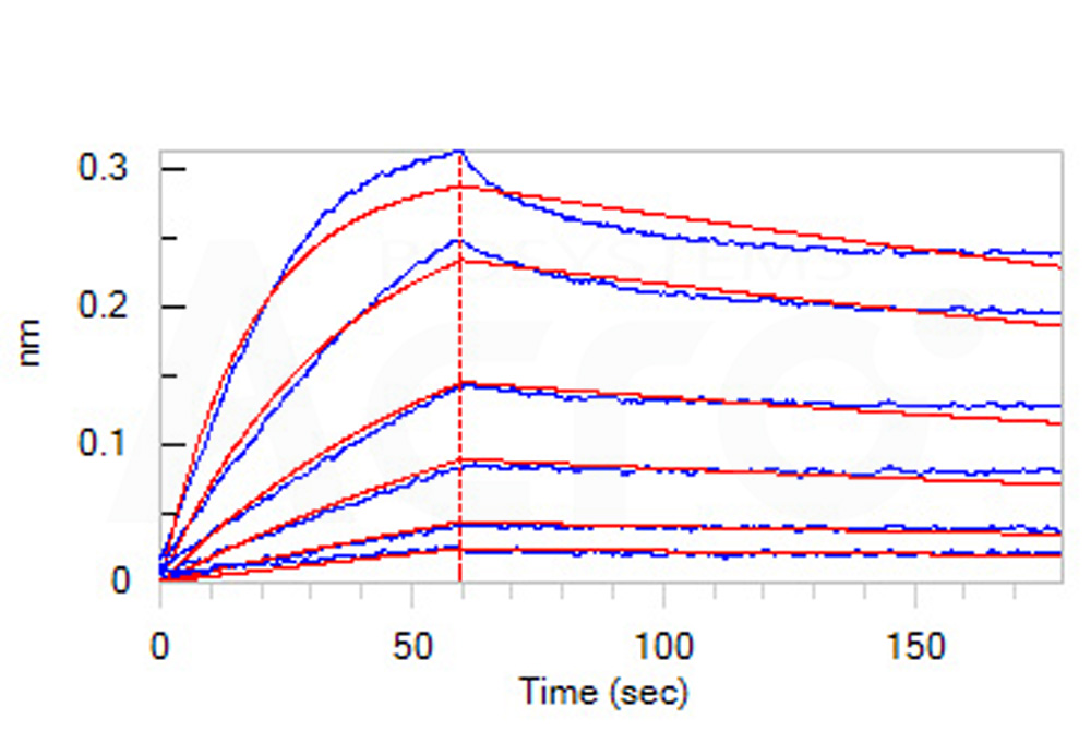  CD40 BLI