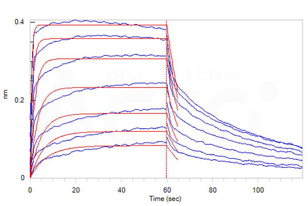 Human_FcRn_Heterodimer_Protein_Bli