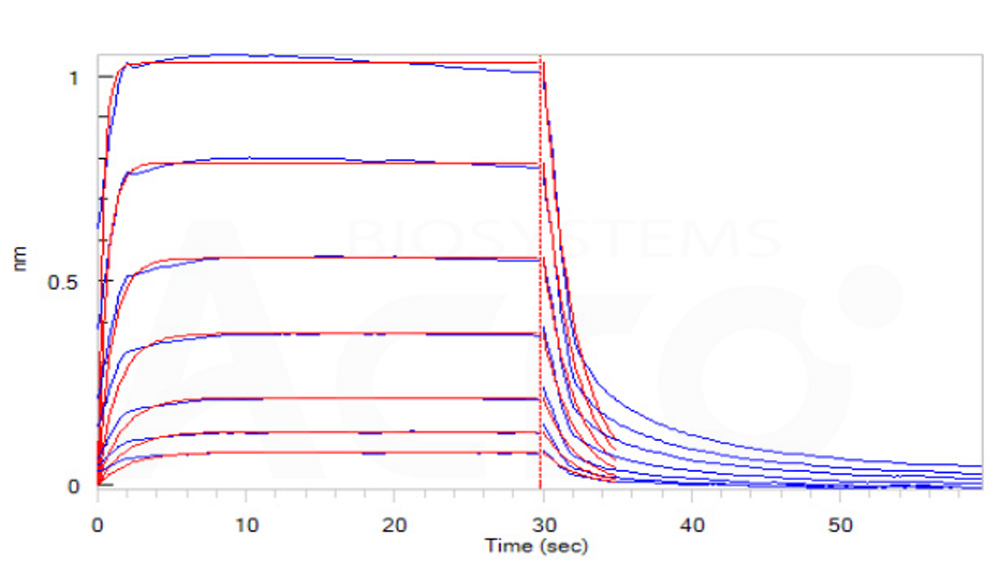 Human_FcRn_Heterodimer_Protein_Bli