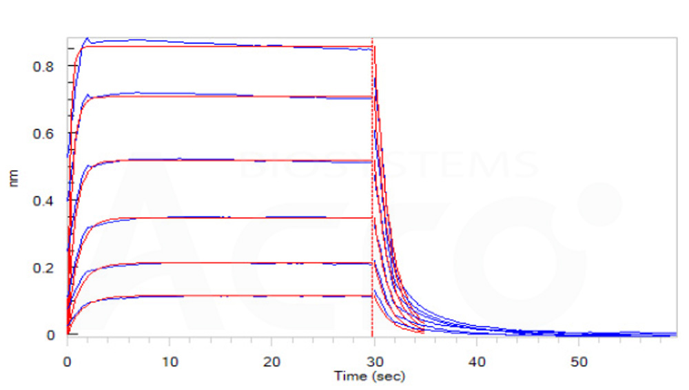 Human_FcRn_Heterodimer_Protein_Bli