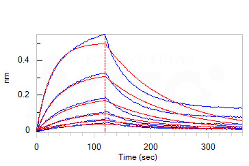 Human_FcRn_Heterodimer_Protein_Bli