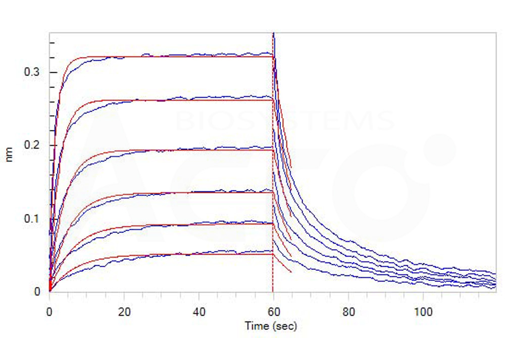  Fc gamma RIII / CD16 BLI