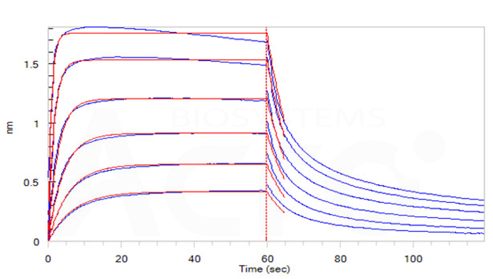 Human_FcRn_Heterodimer_Protein_Bli