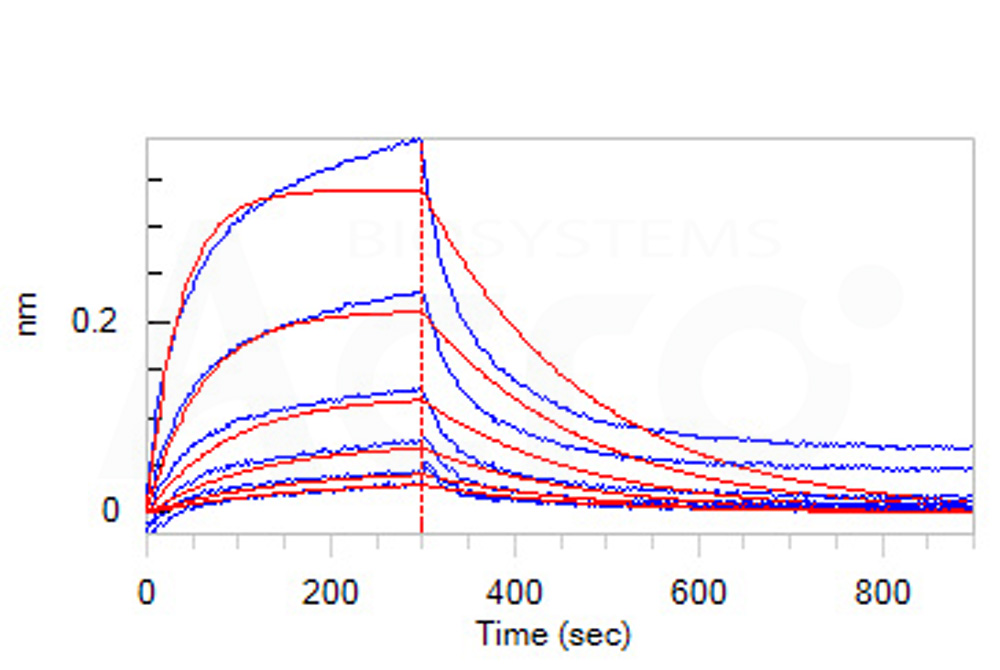 Human_FcRn_Heterodimer_Protein_Bli