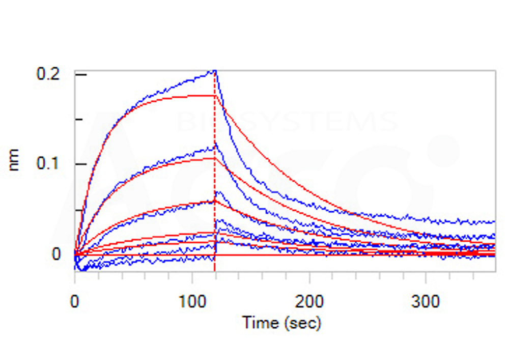  Serum Albumin BLI