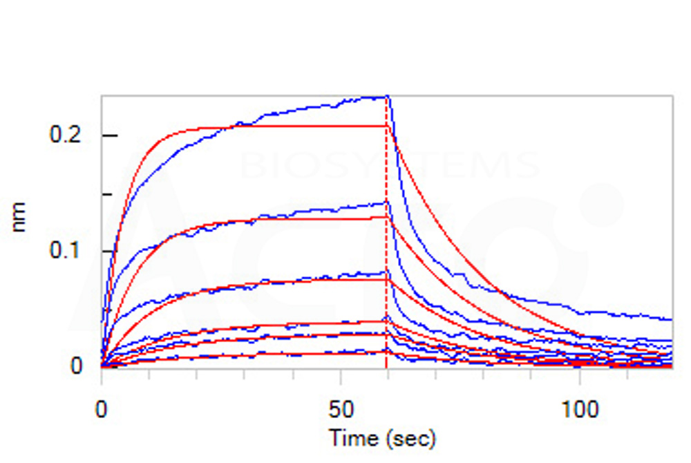  IFN-alpha/beta R1 BLI