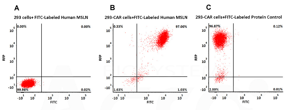  Mesothelin CAR_T