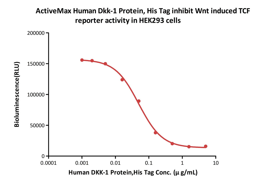  Dkk-1 CELL