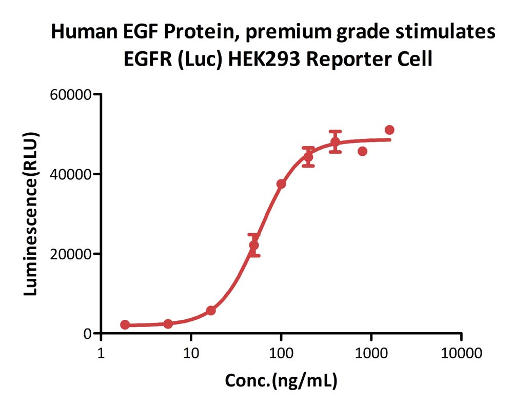  EGF CELL